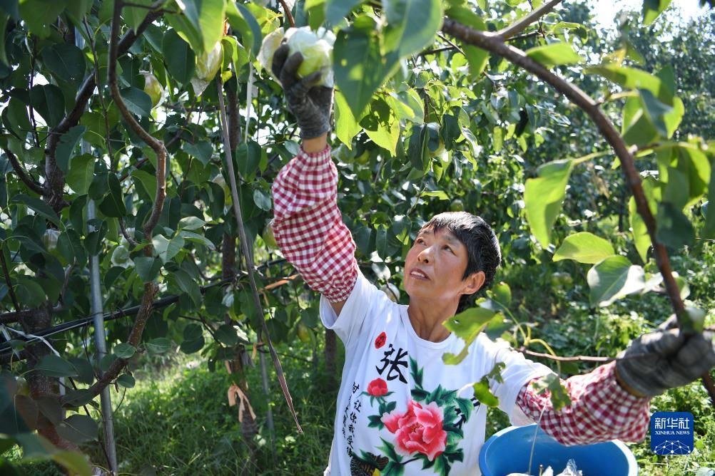 打金花软件下载